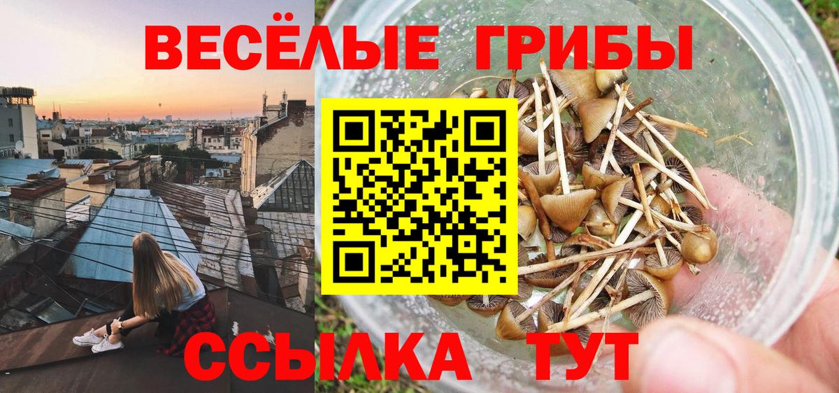 Галлюциногенные грибы Psilocybine cubensis  Вход с VPN  Тара 
